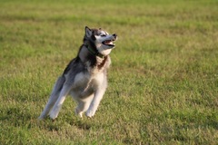 Anyone on here got a husky ?