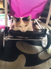 How did you chose your cat?!