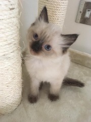 Anyone fancy doing a ragdoll 'then and now' thread?