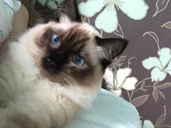 Anyone fancy doing a ragdoll 'then and now' thread?