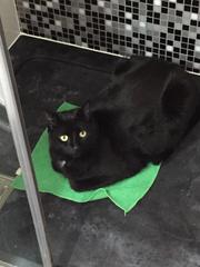 Pictures of your cat; from then (kitten) to now?! [Edited by MNHQ at OP's request]