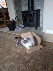 Anyone fancy doing a ragdoll 'then and now' thread?
