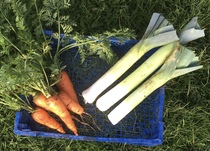 Allotment/Veg Patch Thread 14 ! growing into summer