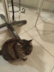 Next door's -thug- cat