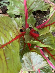 Allotment/Veg Patch Thread 14 ! growing into summer