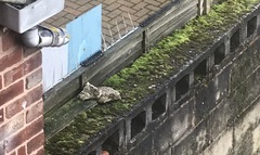 Neighbour’s ‘booby traps’ and MH