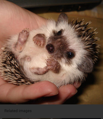 To find baby animals cuter than actual babies?