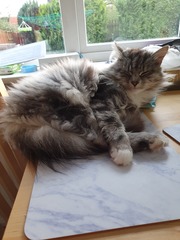 Is this kitten a tortoiseshell?