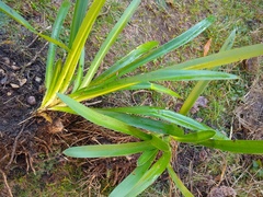 Is this agapanthus? With pics