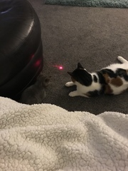 New kitten, unhappy cat