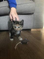 Meet Demelza!