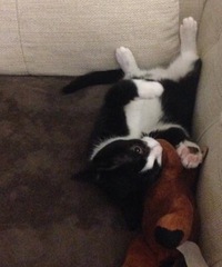 Pictures of your cat; from then (kitten) to now?! [Edited by MNHQ at OP's request]