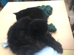 Happy National Black Cat Day.
