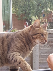 Next door's -thug- cat