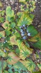 What's wrong with my blackcurrants?