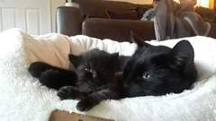 kittens found in garden, what to do?