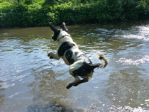 How has your pet brought joy to your life?