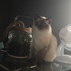 Anyone fancy doing a ragdoll 'then and now' thread?