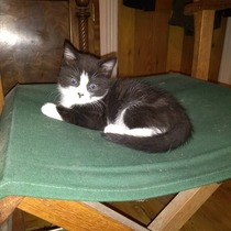 Pictures of your cat; from then (kitten) to now?! [Edited by MNHQ at OP's request]