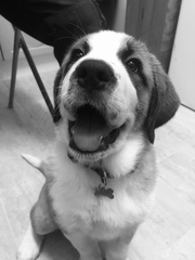 Puppy Support Group 2