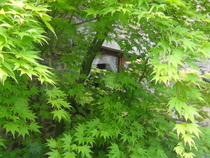 The Reconciliation Cafe