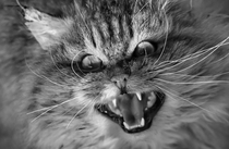 WIBU to move house because of this cat?