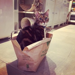 Anyone on here got a Bengal cat ?