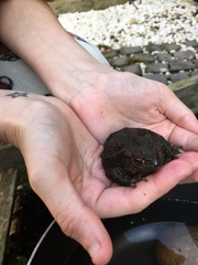 Anyone good at frog/toad identification?
