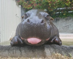 To find baby animals cuter than actual babies?