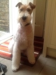 Terriers - what do you know