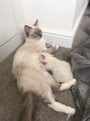 Anyone fancy doing a ragdoll 'then and now' thread?