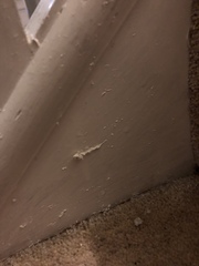 To be absolutely gutted with this paintwork?