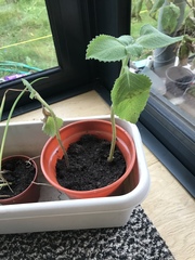 Can someone ID these plants please?