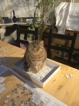 What makes your cat Quirky