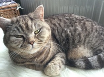 What makes your cat Quirky