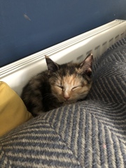 Is this kitten a tortoiseshell?