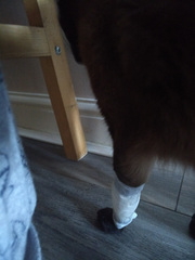 Open sore on his leg - the vet said to discourage licking