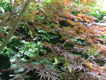 The Reconciliation Cafe