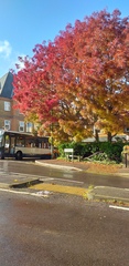 Does anyone know the name of this tree?