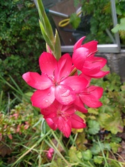Flower id please!
