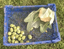 Allotment/Veg Patch Thread 14 ! growing into summer