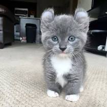 WIBU to move house because of this cat?