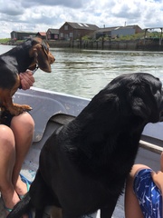 How has your pet brought joy to your life?