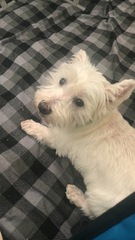 To ask you all your favourite dog breeds?