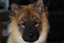 How has your pet brought joy to your life?