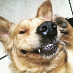 To ask you all your favourite dog breeds?
