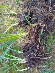 Is this agapanthus? With pics