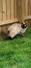 Anyone fancy doing a ragdoll 'then and now' thread?