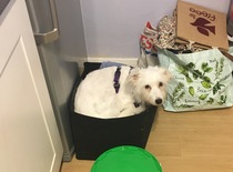 Anyone got a spaniel/jack Russell cross?