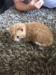 Is this kitten a tortoiseshell?